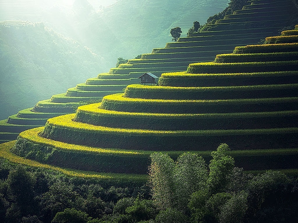 Mu Cang Chai golden terraced rice fields