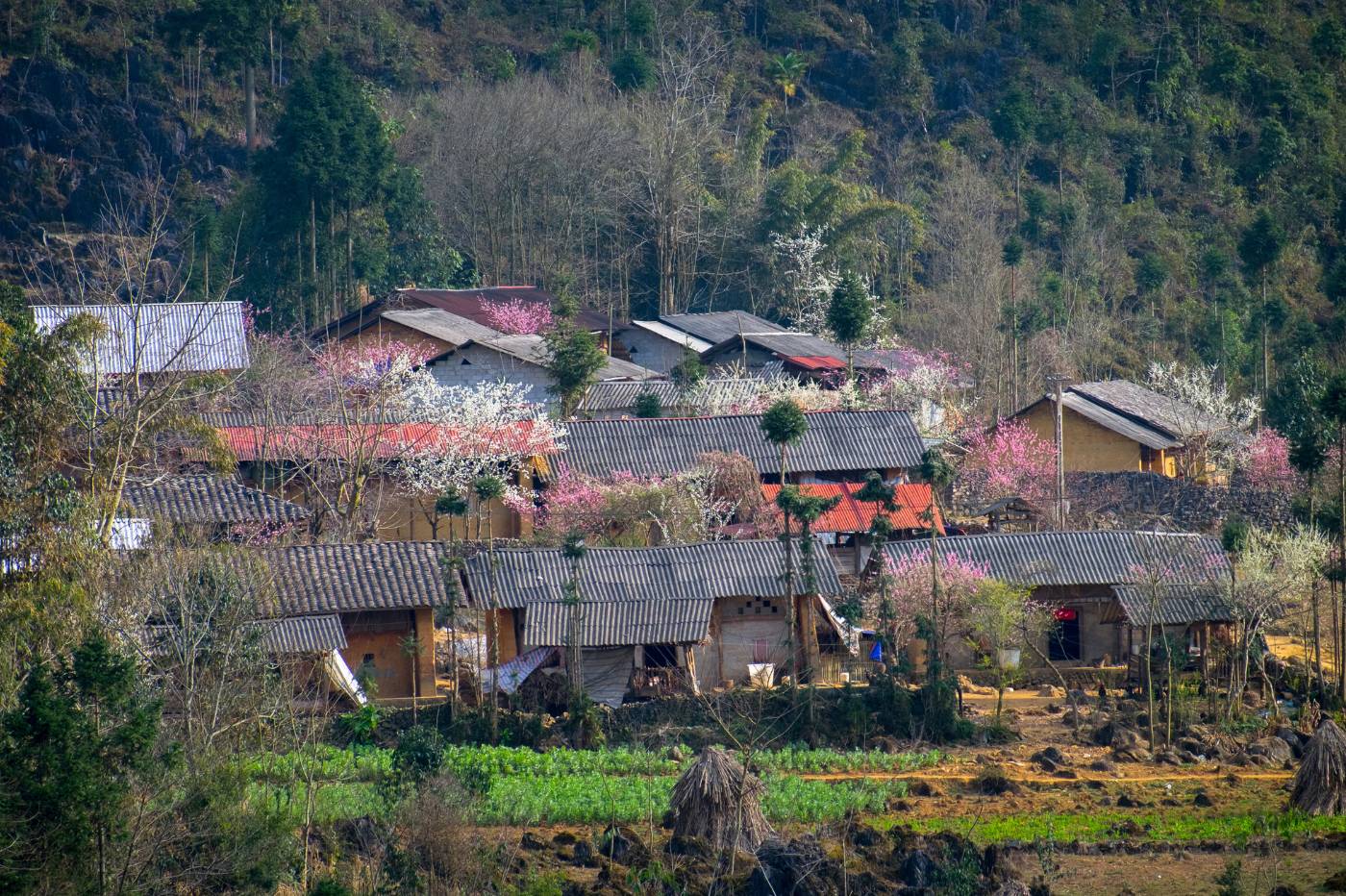 Homestay giữa núi đồi hùng vĩ tại Hà Giang, Việt Nam