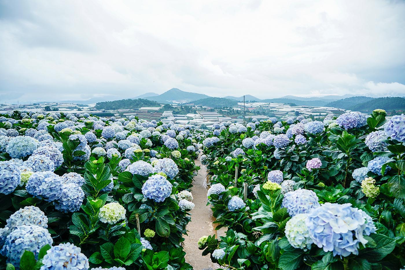 The 15 best attractions in Dalat