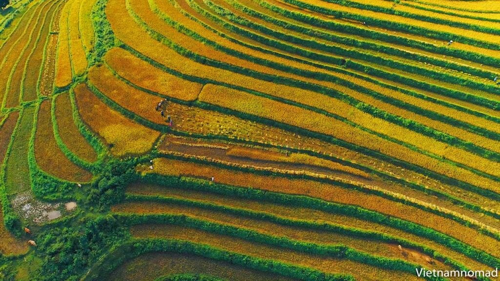 Ruộng bậc thang Sa Pa mùa lúa chín vàng óng